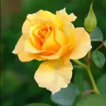 Rosa Amarela