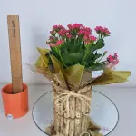 A430 Calanchoe "Beleza em detalhes"