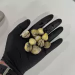 VONGOLE NA CONCHA