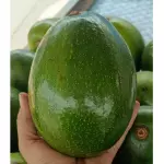 Aguacate choquette 15.000