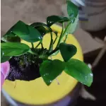 Anubias