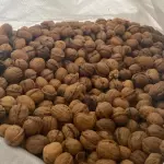 Nuez con cascara chandler