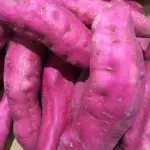 CAMOTE KILO