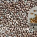 RAÇAO DE PAICO COMUM 1KILO