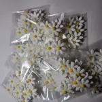 Girasol blanco