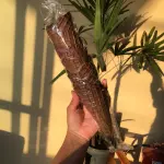 Cascão chocolate