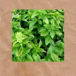 Manjericão (100g)