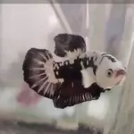 Pez betta Samurai