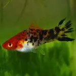 Espada koi