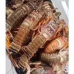 LAGOSTA INTEIRA