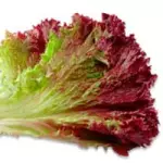 Lechuga Vulcan