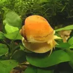 Caracol manzano adulto