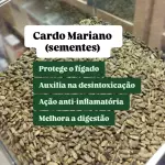 CARDO MARIANO SEMENTE