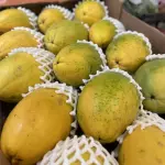 Mamão formosa