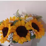 Box Girasol