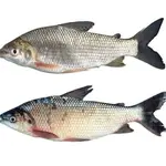 BOCACHICO ARGENTINO