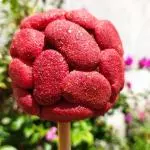 Manzana forrada de manguitos