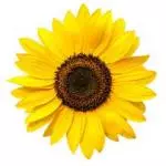 Girasoles.