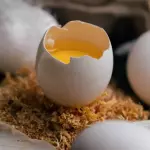 Ovo extra branco