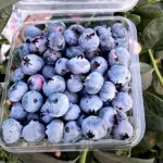 Blueberry (Mirtilo) importado