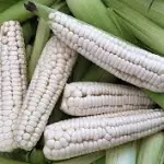 ELOTE CASCARA