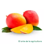 Mango Reina