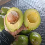 Aguacate choquette 11.000