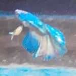 Pez betta Mustard macho