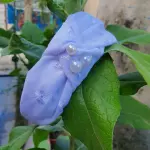 Diadema nudo de medio lado