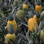 PIÑA PEQUEÑA