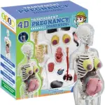 ANATOMÍA DEL EMBARAZO EN 4D