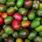 JOCOTE  1 KILO