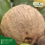 Coco seco (un)