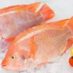 TILAPIA ROJA