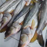 Róbalo