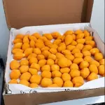 [80 UNIDADES] SALGADOS FESTA