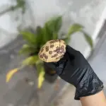 Cookie crock Nutella