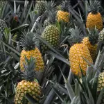 PIÑA PROMOCION 2 UDS