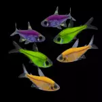 Tetra pristela glow