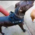 Pechera Táctica k9