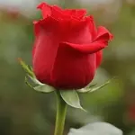 Rosa (Nacional)
