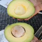 Aguacate choquette 20.000