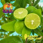 Limón Mexicano Pza