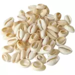 Cuentas de conchas de caury