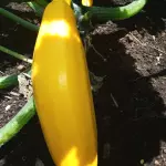 Zuchini amarillo Orgánico x 500gr