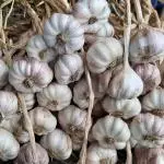 AJO CRIOLLO CABEZA  UND