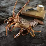 Langosta