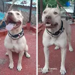 Collar de paseo grande Riveteado