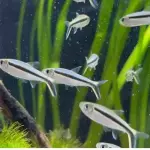 Tetra pinguino