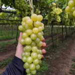 UVA VERDE SEM SEMENTE